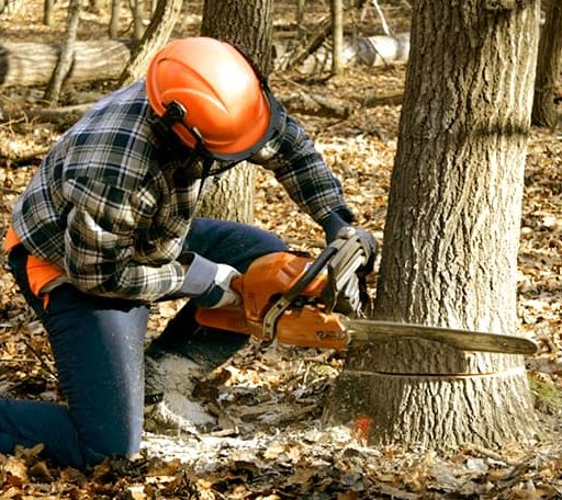 Tree Removal in Clifton, SC